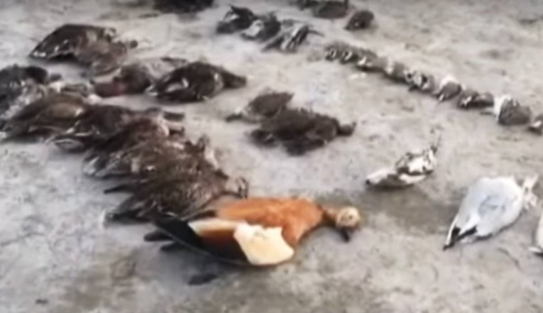 Pored jezera u Indiji nađeno 2400 mrtvih ptica, nitko ne zna što im se dogodilo